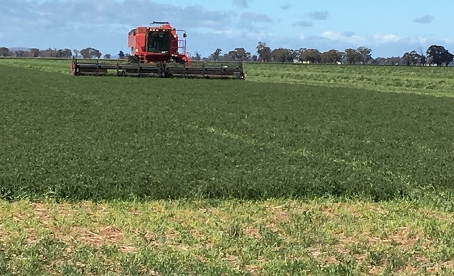 80mt Vetch Hay 8x4x3 Bales