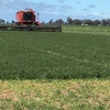 80mt Vetch Hay 8x4x3 Bales