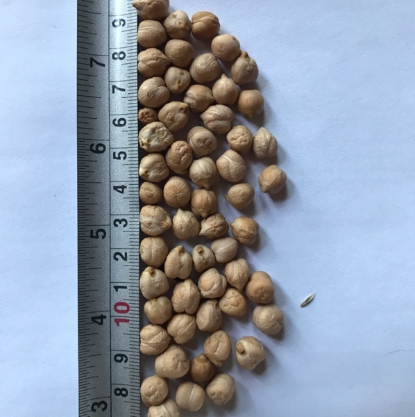 Kabuli Chickpeas