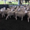 86 WS x M mixed age ewes SIL 114% to Southdown rams 