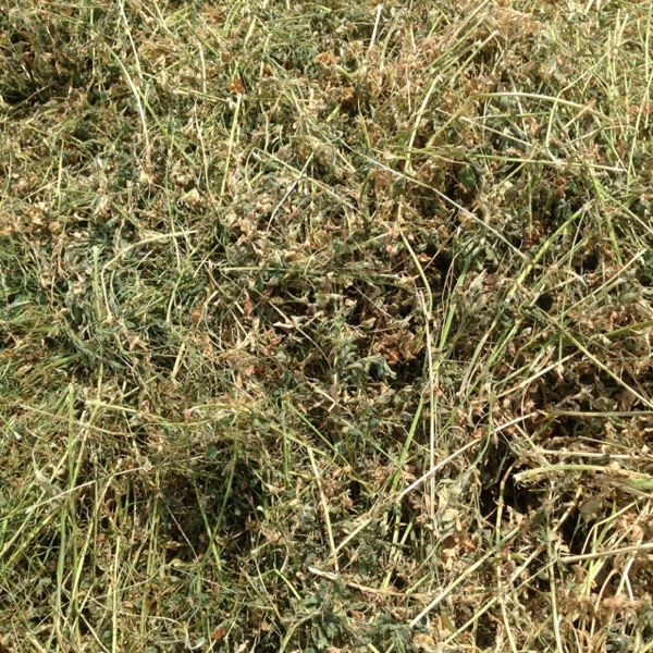 Lucerne hay