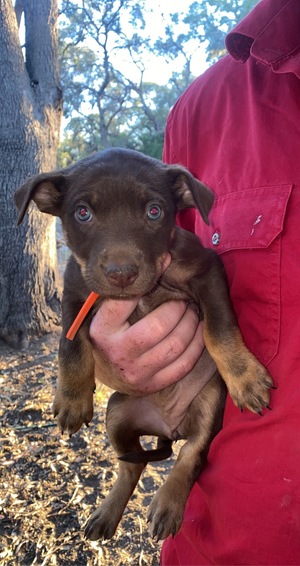 Kelpie Pups 