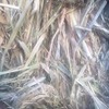 400 x 8x4x3 Bales of Shedded Barley Hay Seller to Freight
