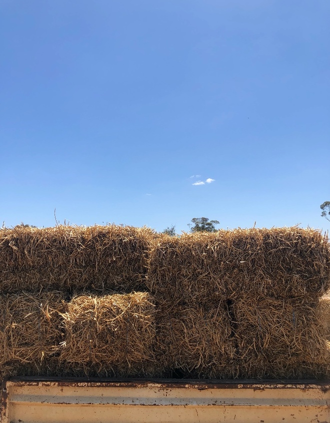 Pea Straw Small Square Bales