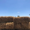 Pea Straw Small Square Bales