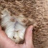 Merino ewes