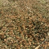 Clover & Rye pasture rolls - $55 per roll