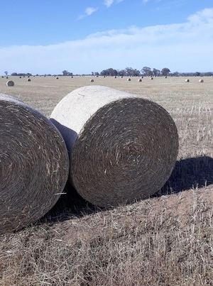 Canola/Ryegrass Rolls