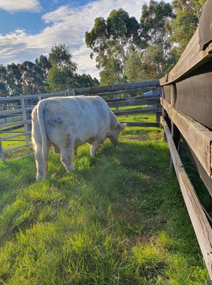 Bulls for lease