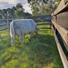 Bulls for lease