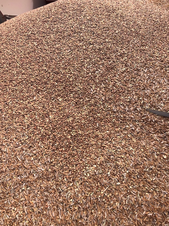 8mt Faba Beans 