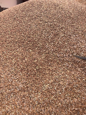 8mt Faba Beans 