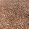 8mt Faba Beans 