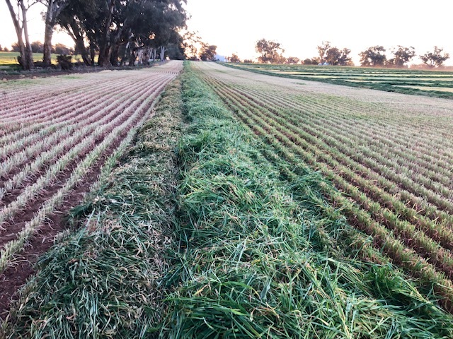 Baled fine chopped silage