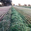 Baled fine chopped silage