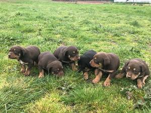 5 x Kelpies Pups for Sale @ $500 each