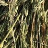 Oaten Hay