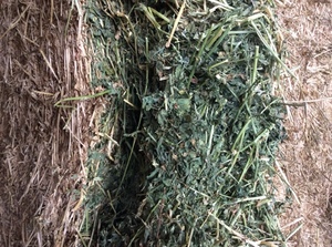 Lucerne Hay