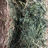 Lucerne Hay