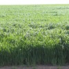 GRAZA Forage Oat