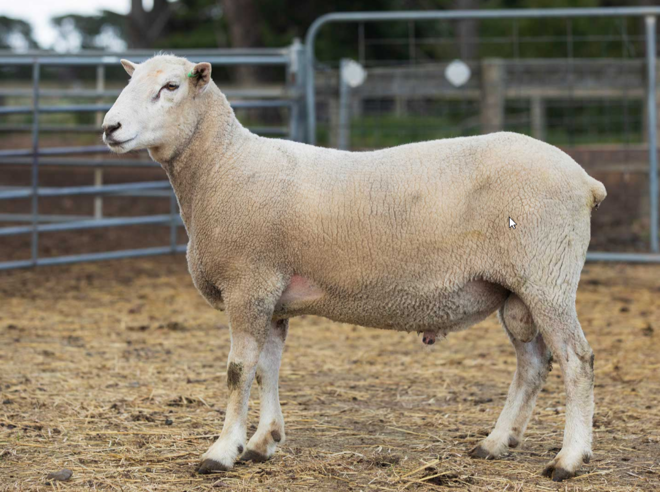 Under Auction - Lot 13 Highlander Ram 191202 (DLE Ram Auction A100 - 10th Sept via Auctionsplus) 