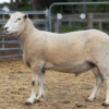 Under Auction - Lot 13 Highlander Ram 191202 (DLE Ram Auction A100 - 10th Sept via Auctionsplus) 