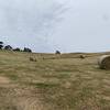  PASTURE HAY - 5FT ROUNDS - WEED FREE
