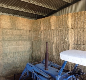 40 bales Old season Lucerne hay in 8x4x3’s