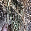 38 x Wheaten Hay 5x4 Rolls