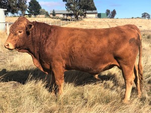 2 x Pure commercial South Devon bulls and 2 x 2/3 South Devon - 1/3 Red Angus bulls