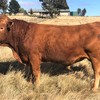 2 x Pure commercial South Devon bulls and 2 x 2/3 South Devon - 1/3 Red Angus bulls