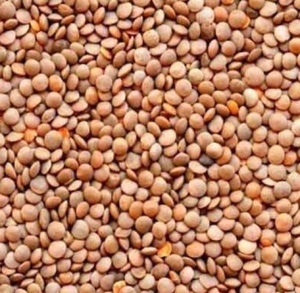 42mt feed lentils