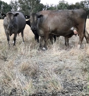 Murray Grey X cows with limo calves