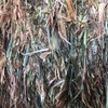 250mt Wheaten Hay 650kg 8x4x3 Bales