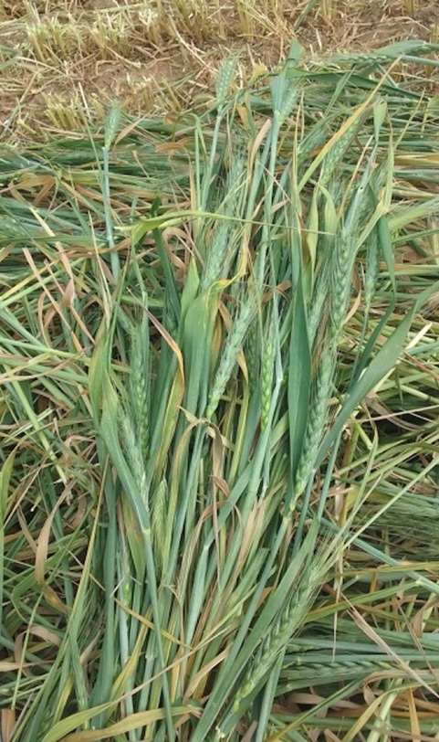 860 x Wheaten Hay 5x4 Rolls 