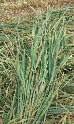 860 x Wheaten Hay 5x4 Rolls