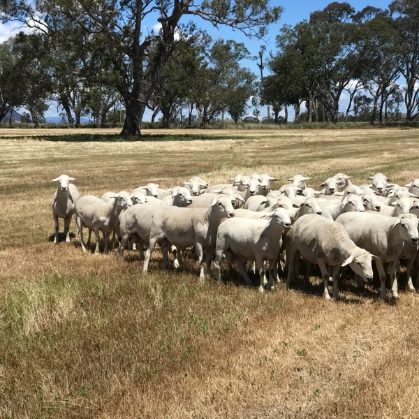 Aussie White Rams