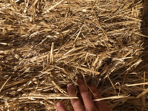 200mt Cereal Straw 450 Kgs 8x4x3 Bales Header Trailed