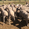 Merino Lambs/ Hoggets