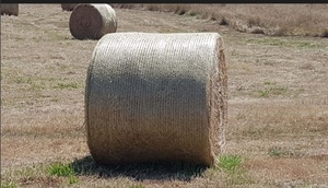 Pasture Hay Rye/Clover 80/20 300 plus Bales