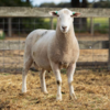 Under Auction - Lot 10 Highlander Ram 191108  (DLE Ram Auction A100 - 10th Sept via Auctionsplus) 