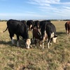 8 Black Baldie Cows with Dec/Jan calves at foot and 10 yearling heifers