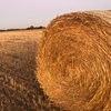oaten hay