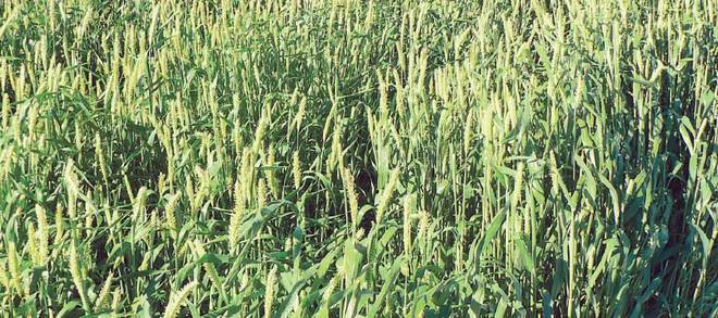 Moby Barley (Uncleaned) [Offers will be considered]