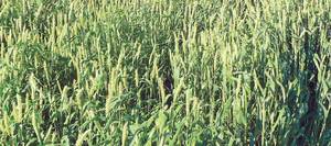 Moby Barley (Uncleaned) [Offers will be considered]