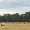 Freshly baled 4x4 round Rhodes Grass Hay