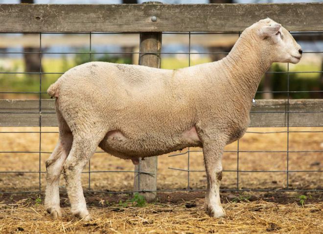 Under Auction - Lot 7 Highlander Ram 190689 (DLE Ram Auction A100 - 10th Sept via Auctionsplus) 