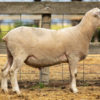 Under Auction - Lot 7 Highlander Ram 190689 (DLE Ram Auction A100 - 10th Sept via Auctionsplus) 