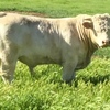 Purebred French Charolais 
