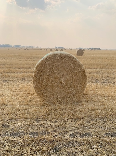 50mt Oaten Straw 5x4 Rolls